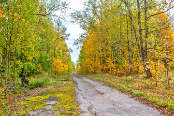 Fototapeta na wymiar Road in the autumn forest. Pavlovsk. St. Petersburg. Russia