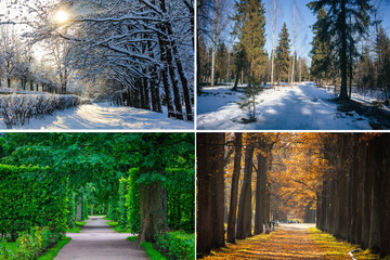 Collage seasons . All season. Seasons in one photo. Winter spring summer autumn. Tree branch. Grass...