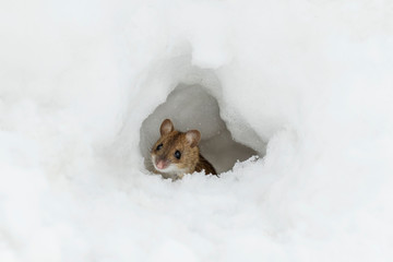 Little mouse peeps out of a mink of snow