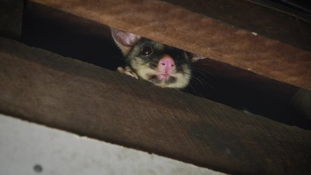Possum hiding in roof of house. Cute and funny Australian marsupial. 4k
