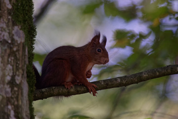 Ecureuil roux