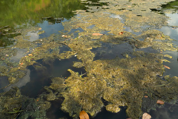 Water sewage in the pond