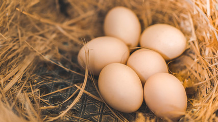 Fresh chicken eggs in hay nest at farm