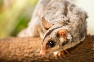 Detailed closeup of a Squirrel Glider. Scientific name is Petaurus norfolcensis.