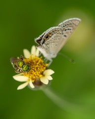 wasp and butterfly on flower