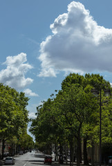 Fototapeta premium background of road through trees to sky with clouds