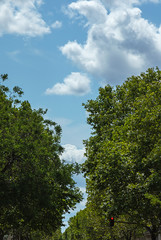background  of road through trees to sky with clouds