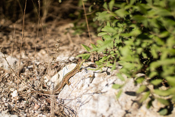 Lizard on the rock