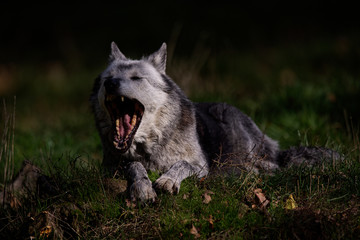 Loup noir du Yellowstone