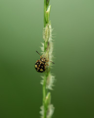 brown buf climbing plant