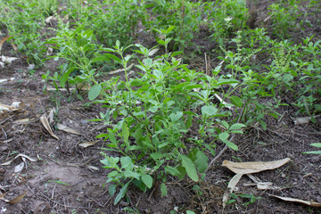 Holy basil leaves on the Holy basil tree. Holy basil leaves are useful herbs.