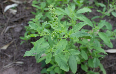 Holy basil leaves on the Holy basil tree. Holy basil leaves are useful herbs.