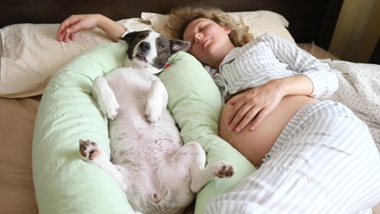 Pregnant Woman Sleeping In Bed With Her Funny Dog Lying On Pregnancy Pillow.
