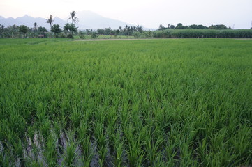 Fields that are used for growing rice and at harvest time, rice plants after planting by terracing farming methods