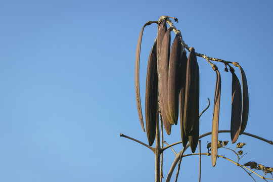 Oroxylum indicum (Broken Bone tree,Damocles tree,Indian Trumpet Flower) ; Showing fruits & leaves on high tree. long flat, thick, greenish brown, little bitter. Both food & medicines.