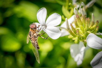 Fototapeta premium A brown, winged dragonfly on a white flower