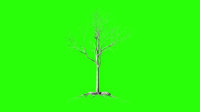 Leafless Tree with roots, timelapse growing, Green Screen Chromakey