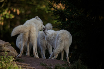 Naklejka na ściany i meble Loups blancs arctiques