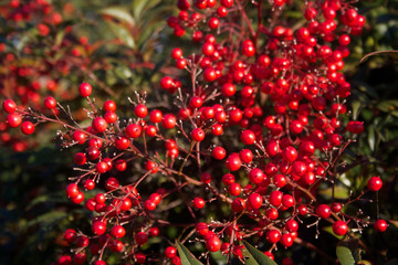 Obraz premium Beautiful bright red Heavenly bamboo berries on branch. nandina domestica bush on a sunny winter day