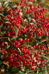 Obraz premium Beautiful bright red Heavenly bamboo berries on branch. nandina domestica bush on a sunny winter day