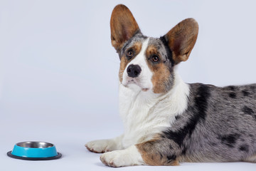 Cute corgi dog of unusual merle color (black, white, ginger and grey spots) lies in front of the empty blue bowl, waiting for food or finishing. Pretty attentive look. Indoors, studio, isolated.