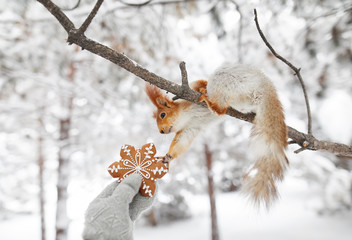 Girl giving cookie to squirrel © pikoso.kz