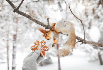 Girl giving cookie to squirrel © pikoso.kz