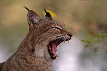 Lynx boréal