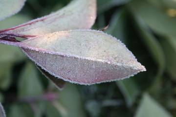 Close-up of frost on Red Robin Photinia bush in the garden on winter season