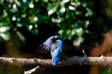 kingfisher on branch