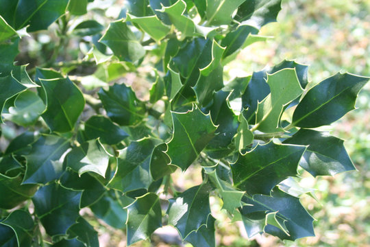 Holly bush with bright green leaves in to the sunlight. Ilex cornuta