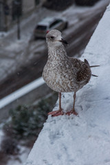 Seagull on parapet of observation deck during snowfall in Tallinn. Estonia