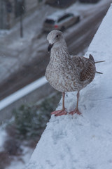 Seagull on parapet of observation deck during snowfall in Tallinn. Estonia
