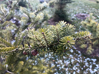 Green fir branches with a lot of cones, short needles, park in city, autumn, winter, sunny day light.