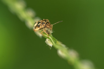 bug climbing down plant