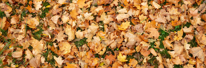 Herbstlich gefärbtes Laub