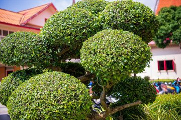 Beautiful tropical tree in Thailand, Phuket.