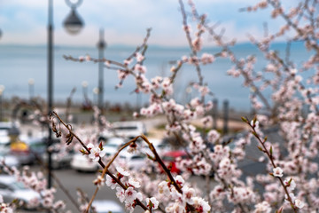 Blooming lilac on the sports embankment of the city of Vladivostok.