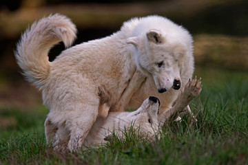 Loups blancs arctiques