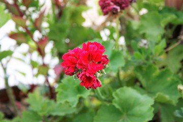 Flower Geranium for outdoor garden