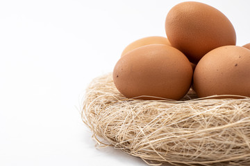Egg on Nest With White Blackgound