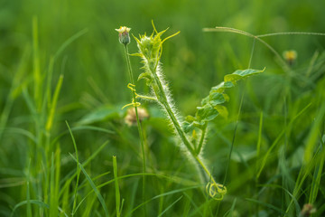climbing plant hugging flower