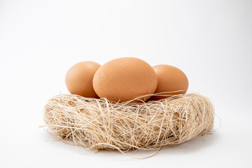Egg on Nest With White Blackgound