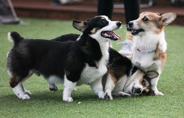 Happy puppies in a private playground