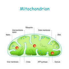 Mitochondrion anatomy. Structure, components and organelles.
