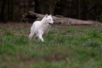 Loups blancs arctiques
