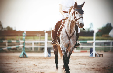 In the middle of the training field with barriers stands a gray horse, dressed in equestrian sports...