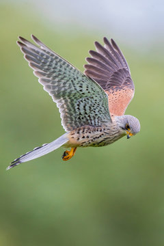 Common Kestrel (Falco tinnunculus) male flying close-up, Baden-Wuerttemberg, Germany