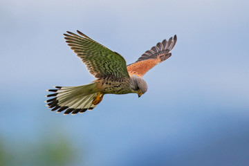 Common Kestrel (Falco tinnunculus) male flying close-up, Baden-Wuerttemberg, Germany - obrazy, fototapety, plakaty