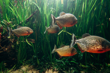 Obraz premium Freshwater aquarium fish, The red bellied piranha, the red piranha